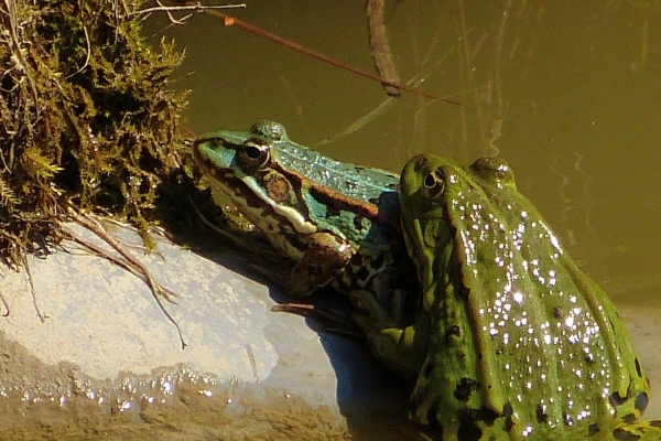 Zdjęcie z Polski - blue-green :))