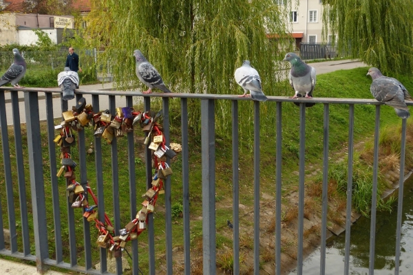 Zdjęcie z Polski - kłódki miłosne na mostku z gołębim komitetem powitalnym:)