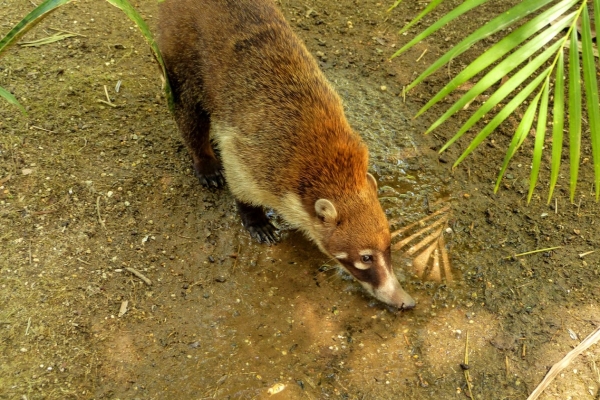 Zdjęcie z Meksyku - uroczę są... taki ni to pies ni lis 😊 🐺