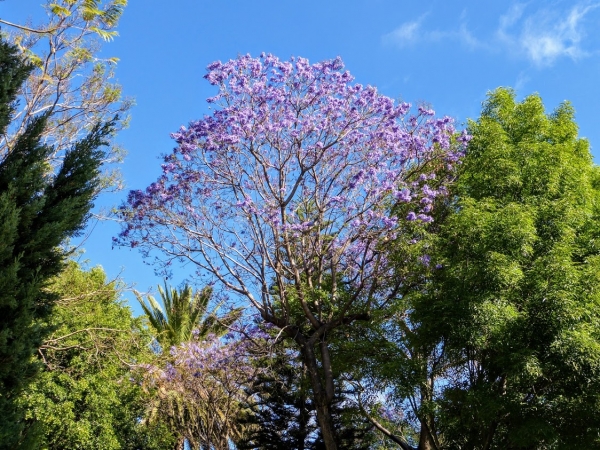 Zdjęcie z Meksyku - ach te jacarandy....