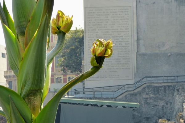 Zdjęcie z Meksyku - i gigantyczny kwiat tej agawy, który wyrósł tu na azteckich kościach....