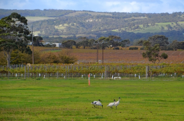 Zdjęcie z Australii - Jadac przez winnice McLaren Vale spotykamy ibisy czarnopióre