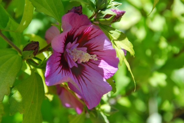 Zdjęcie z Australii - Piekna odmiana hibiskusa