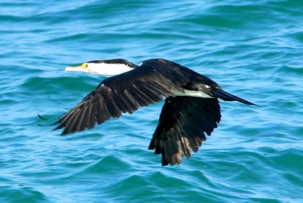 Zdjęcie z Australii - Kormoran srokaty, ktorego niechcacy sploszylem :)