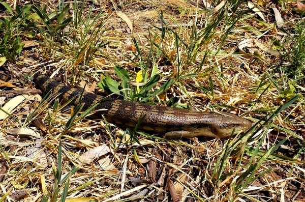 Zdjęcie z Australii - Po drodze spotykamy takiego stwora - scynka tiliqua