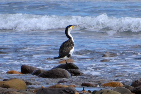 Zdjęcie z Australii - Kormoran srokaty 