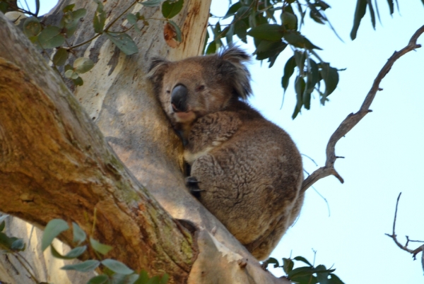 Zdjęcie z Australii - Nawet nie spi :)