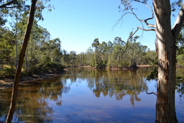 Zdjęcie z Australii - Idziemy dookola jeziorka Playford Lake