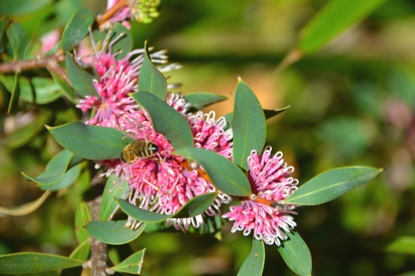 Zdjęcie z Australii - Australijska flora