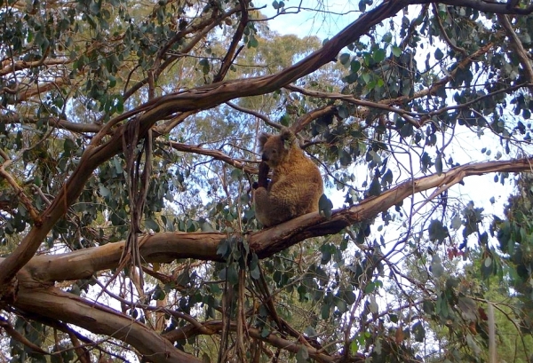 Zdjęcie z Australii - I jeszcze jeden misiek widziany tego dnia