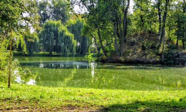 Zdjęcie z Polski - fragment starego przypałacowego parku