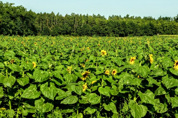 Zdjęcie z Polski - wszędzie wokół piękne girasole jak słoneczne parasole... 😵