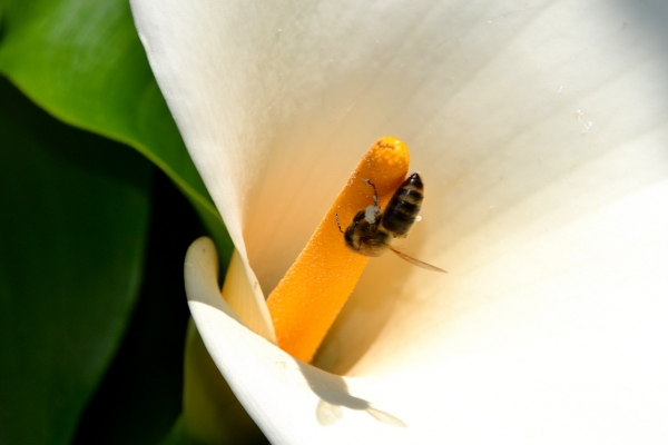 Zdjęcie z Australii - Ogrodowa fauna i flora