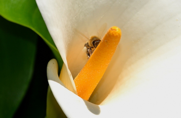 Zdjęcie z Australii - Ogrodowa fauna i flora