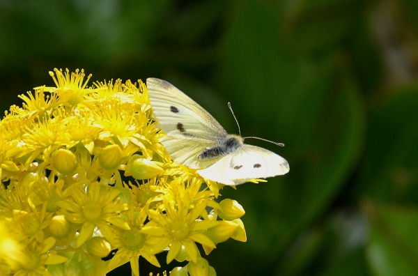 Zdjęcie z Australii - Ogrodowa fauna i flora