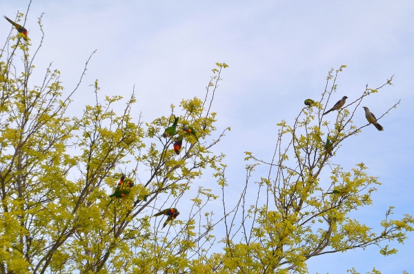 Zdjęcie z Australii - Sąsiadowa akacja - robinia