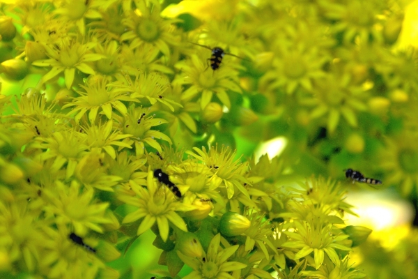 Zdjęcie z Australii - Ogrodowa fauna i flora