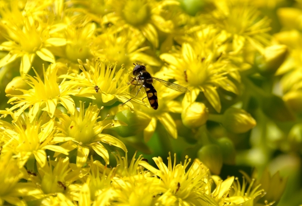 Zdjęcie z Australii - Ogrodowa fauna i flora