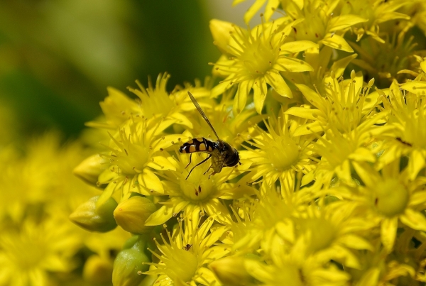 Zdjęcie z Australii - Ogrodowa fauna i flora