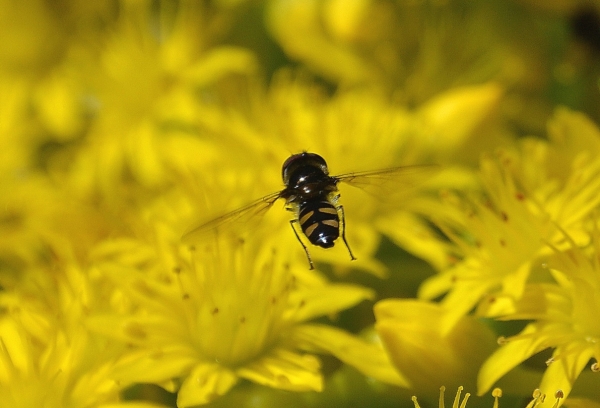 Zdjęcie z Australii - Ogrodowa fauna i flora