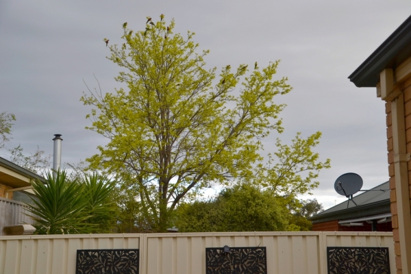 Zdjęcie z Australii - Akacja robinia u sasiada i papuzki na niej :)