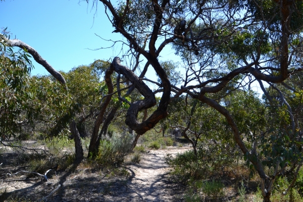 Zdjęcie z Australii - Busz wydmowy Aldinga Scrub