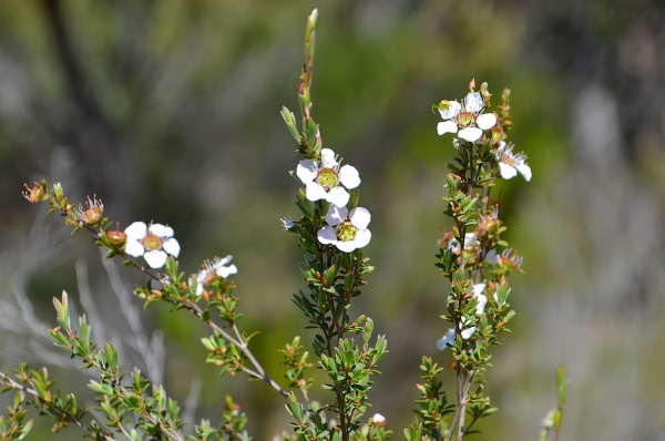 Zdjęcie z Australii - Flora rezerwatu Aldinga Scrub