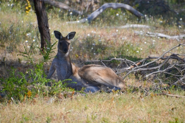 Zdjęcie z Australii - Przerwalismy komus poranna drzemke :)