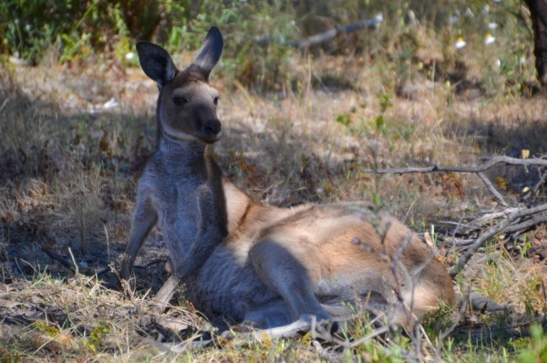 Zdjęcie z Australii - Kangur nie za wiele sobie robi z naszej obecnosci :)