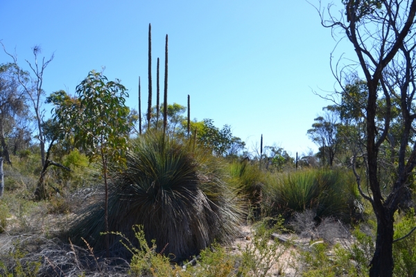 Zdjęcie z Australii - Wydmowy busz - rezerwat Aldinga Scrub