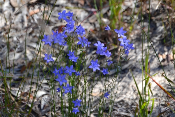 Zdjęcie z Australii - Flora rezerwatu Aldinga Scrub