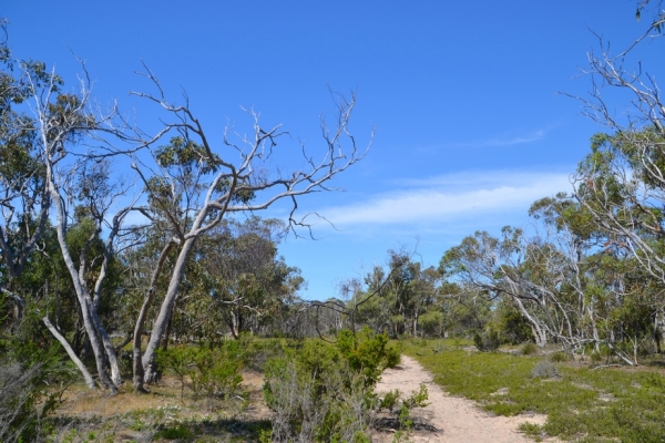 Zdjęcie z Australii - Na szlaku przez wydmowy busz w rezerwacie Aldinga Scrub