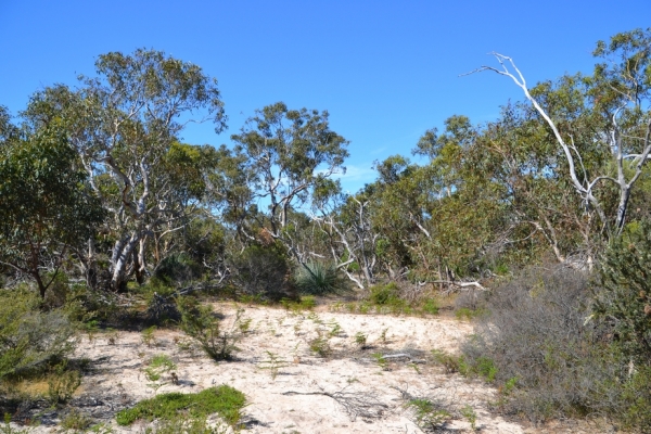 Zdjęcie z Australii - Busz wydmowy Aldinga Scrub