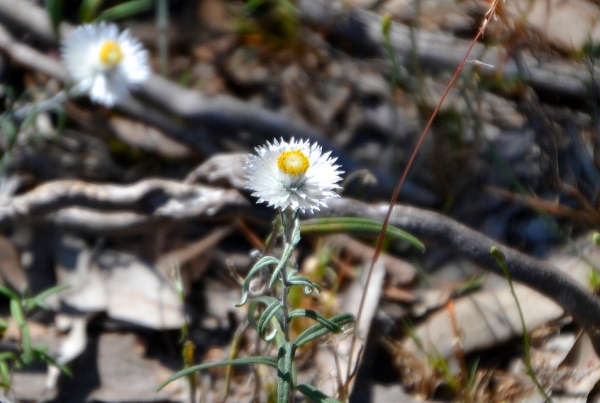 Zdjęcie z Australii - Kocanka satin everlasting