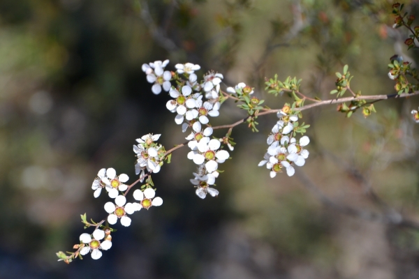 Zdjęcie z Australii - Kwitnie krzew heath tea-tree, co mozna przetlumaczyc jako wrzosowe drzewo herbaciane