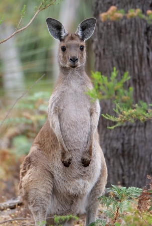 Zdjęcie z Australii - I nastepny