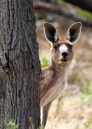 Zdjęcie z Australii - A kuku :)