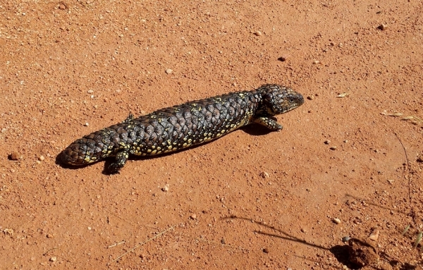 Zdjęcie z Australii - Scynk krótkoogonowy