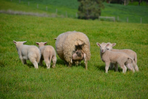 Zdjęcie z Australii - Mama z czworaczkami