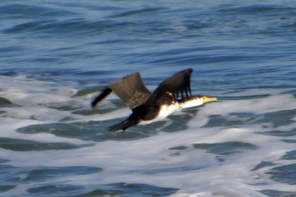 Zdjęcie z Australii - Kormoran srokaty 