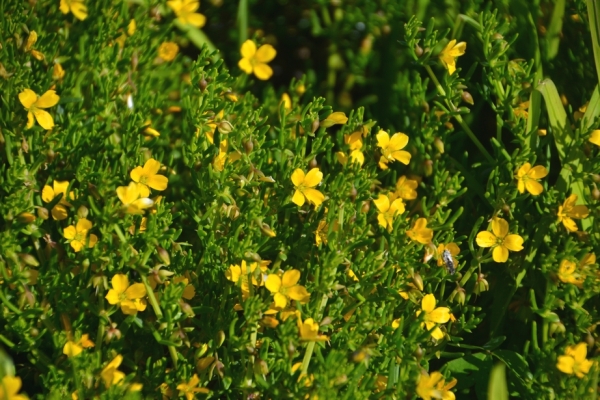 Zdjęcie z Australii - Nadmorska flora