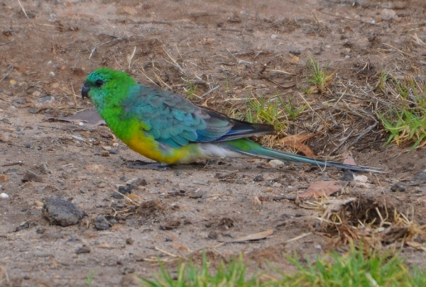 Zdjęcie z Australii - Świergotka seledynowa (Psephotus haematonotus) nad Thorndon Park Reservoir