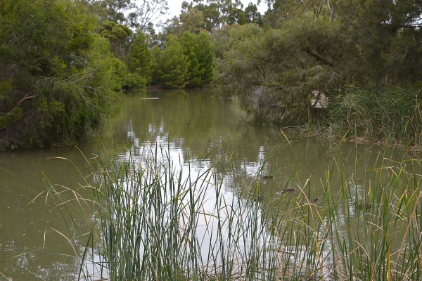 Zdjęcie z Australii - Rozlewiska Thorndon 