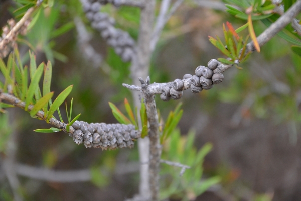 Zdjęcie z Australii - Flora - zdrewniale owoce kuflika