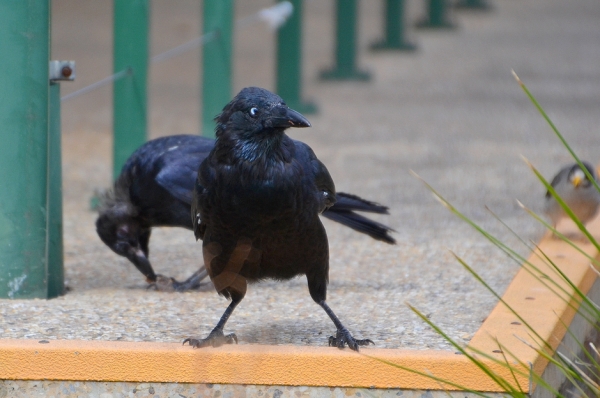 Zdjęcie z Australii - Juz na parkingu krucza mama z młodziakiem