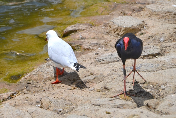 Zdjęcie z Australii - Wracam nad staw. Modrzyk i mewa mijaja sie udajac, ze sie nie widza :)