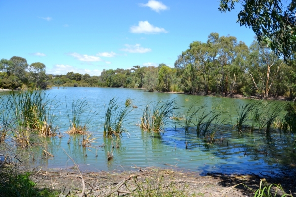 Zdjęcie z Australii - Zielone stawy w Seaford Meadows