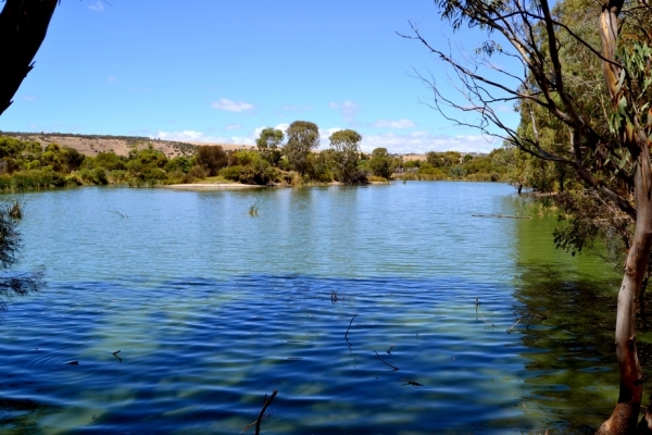 Zdjęcie z Australii - Zielone stawy w Seaford Meadows