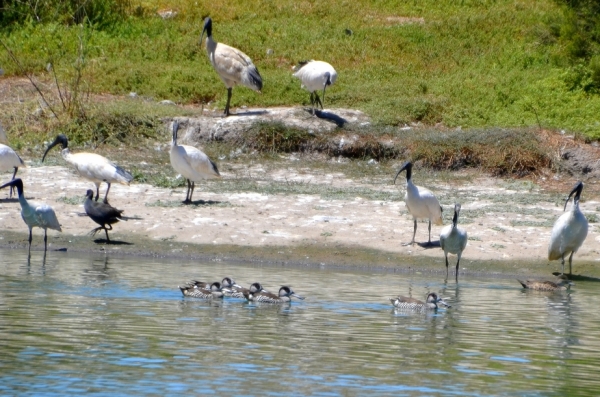 Zdjęcie z Australii - Wzdłuż brzegów wysepki plynie grupa łopatonosów (Malacorhynchus membranaceus)