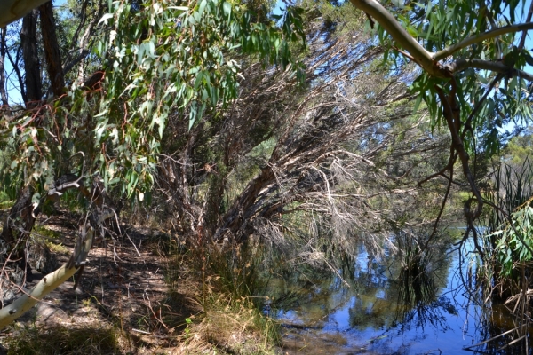 Zdjęcie z Australii - Mniejszy z zielonych stawow w Seaford Meadows